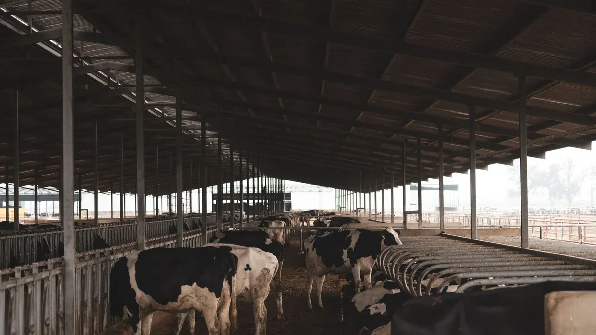 Holstein cows inside a large barn, showcasing a modern dairy farming environment.