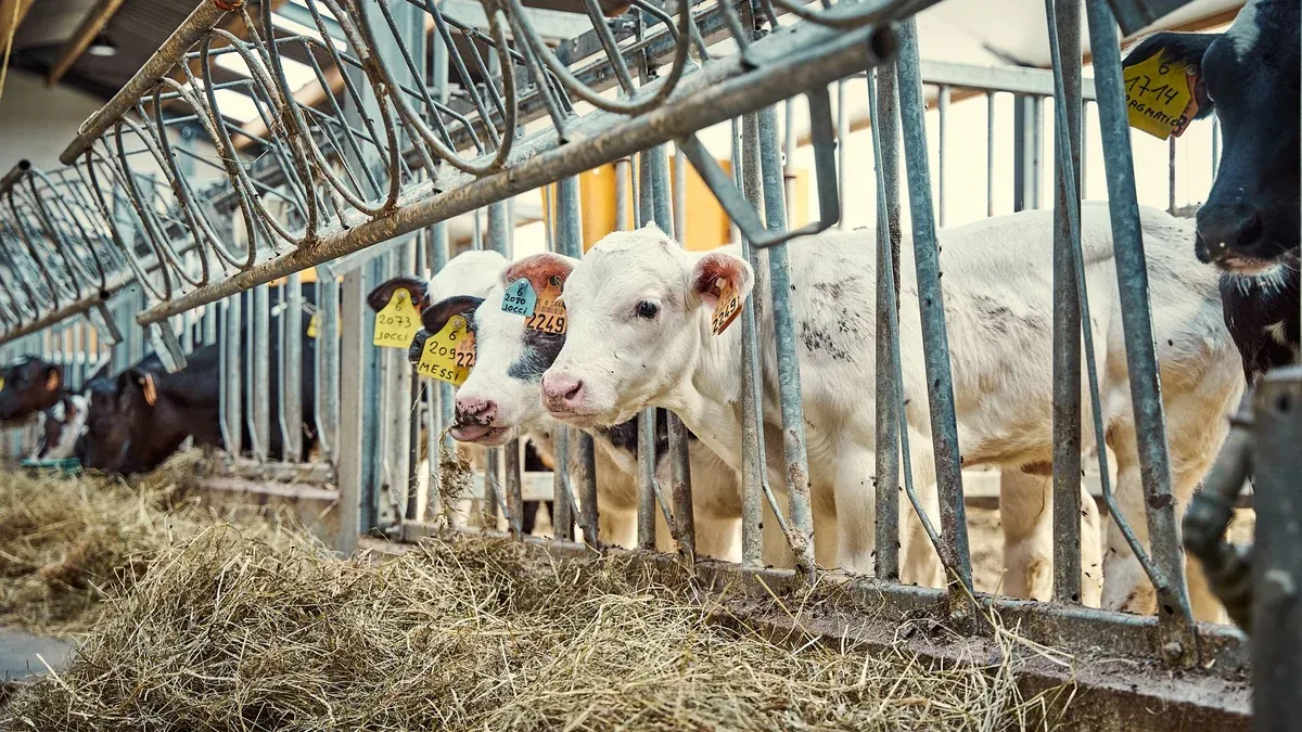 Cows feeding on hay in a modern farm barn, showcasing dairy cattle management.
