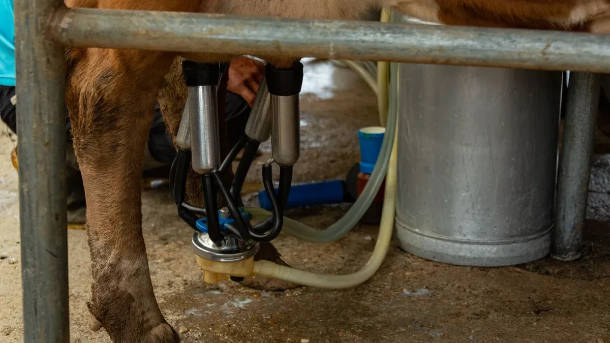 Close-up of cow connected to automated milking machine on a dairy farm, showcasing modern farming technology.