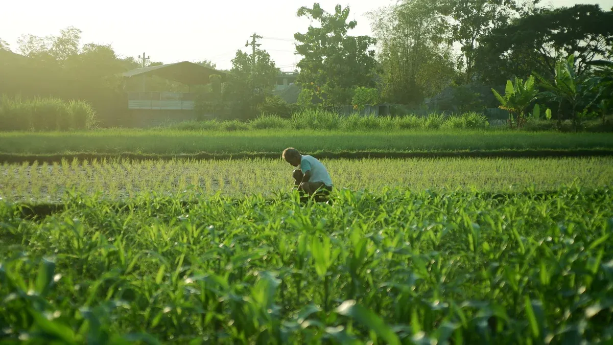 A farmer works in a verdant field at sunrise, showcasing agriculture's tranquility.