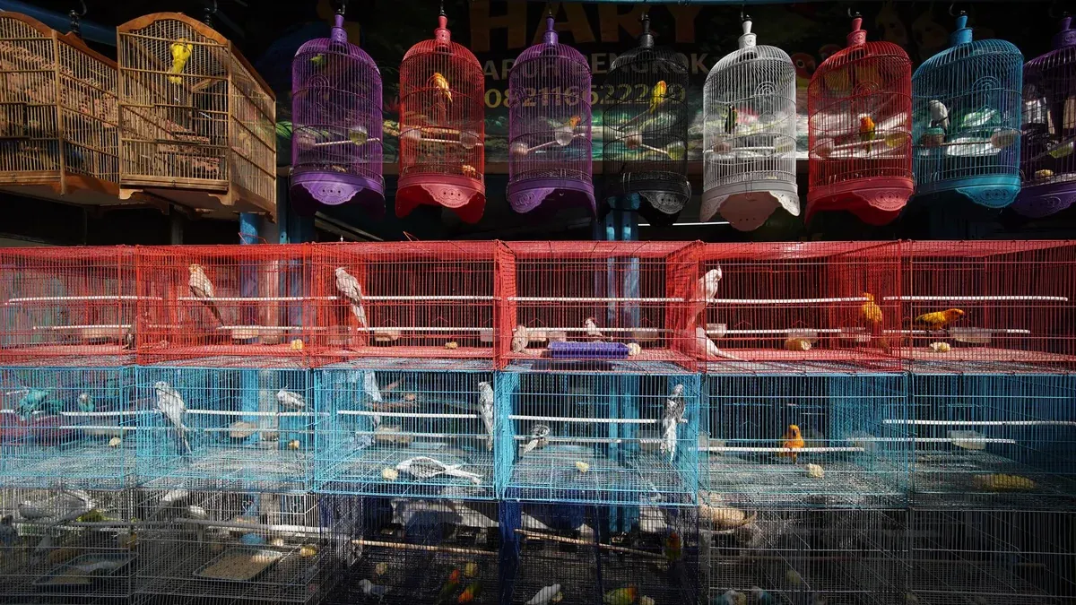A vibrant display of assorted bird cages housing colorful birds in an outdoor pet market.