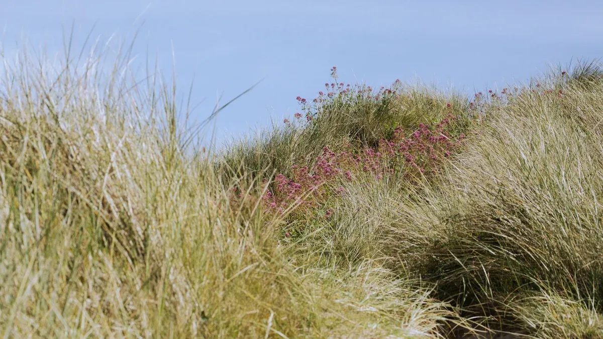 Serene coastal dunes in England with wildflowers under a clear sky.
