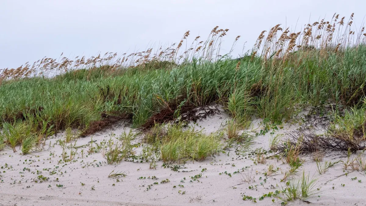 Serene sand dunes and grasses at Atlantic Beach, North Carolina, evoke coastal tranquility.